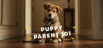 What to Do If You Got a New Puppy in Egypt