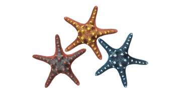 28315 NOBBY Aqua Ornaments "Starfish" l:6,5x w:16,5x h:5,5cm - - PetsOffice