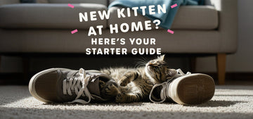 Paw & Joy Biggest Pet Supplies brand in Egypt | What to Do If You Got a New Kitten in Egypt