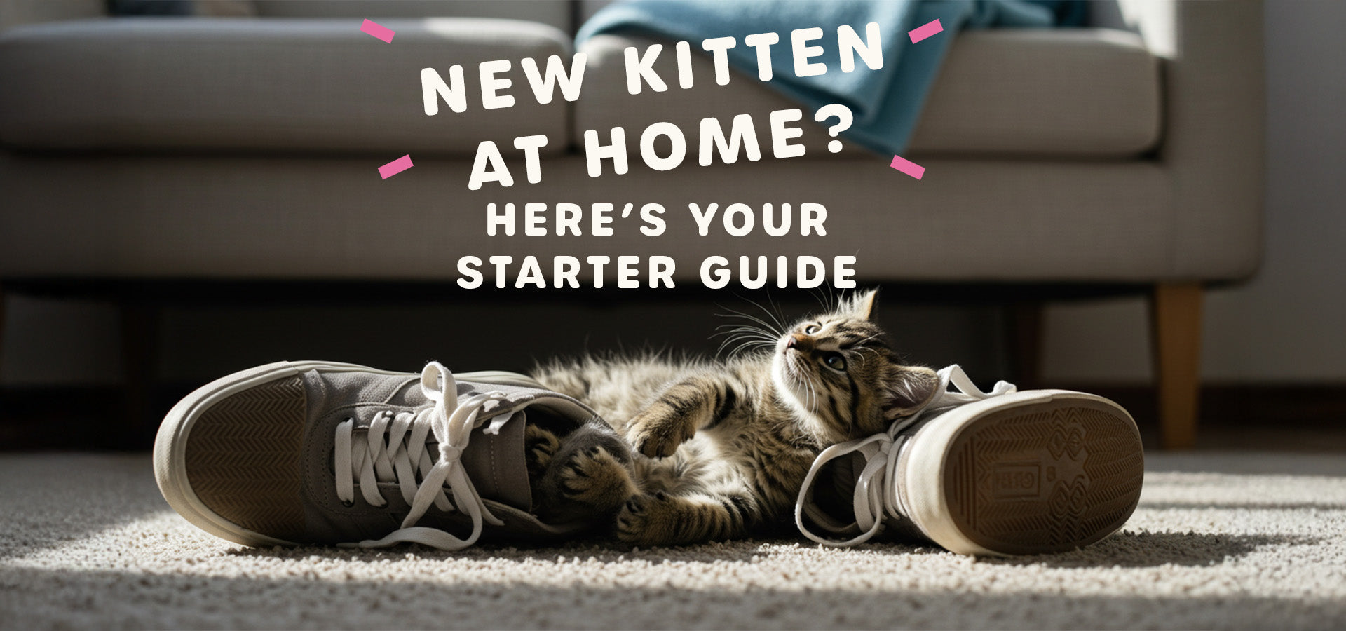 What to Do If You Got a New Kitten in Egypt