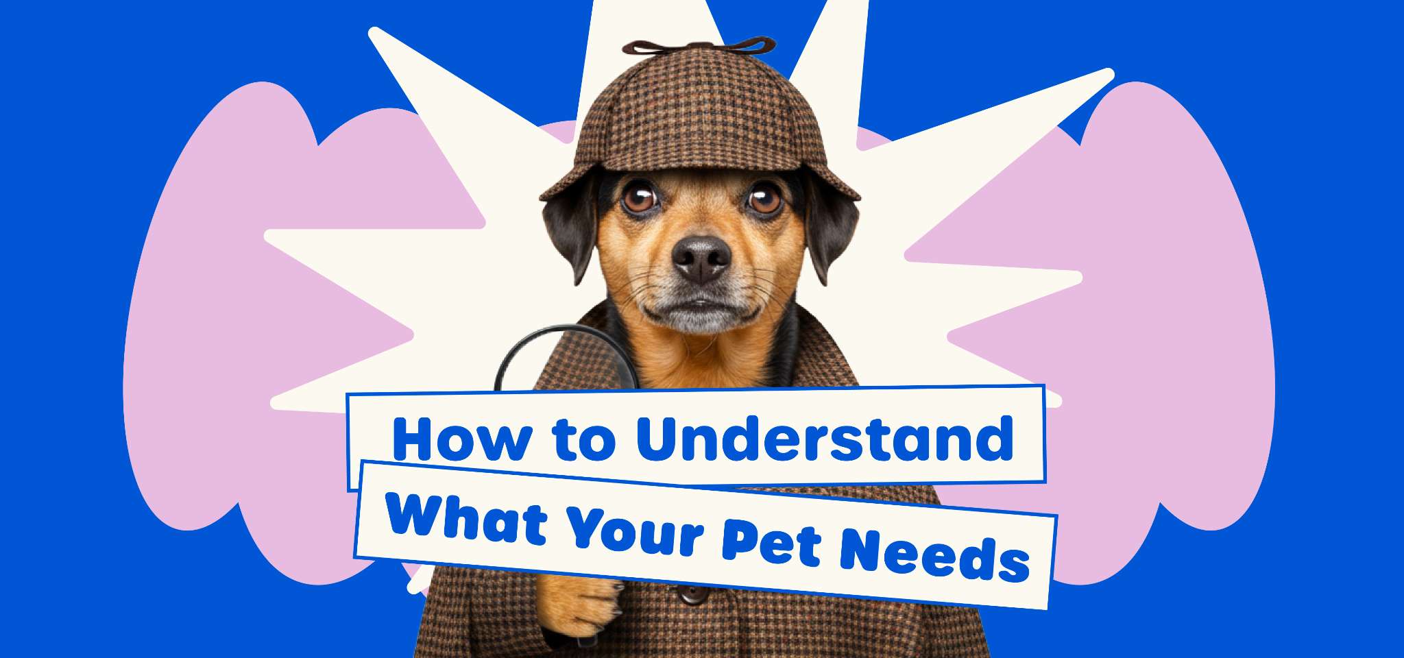 Paw & Joy Biggest Pet Supplies brand in Egypt | How to Understand What Your Pet Needs