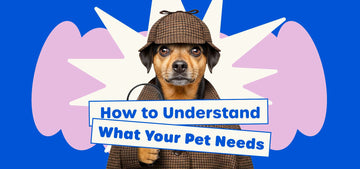 Paw & Joy Biggest Pet Supplies brand in Egypt | How to Understand What Your Pet Needs