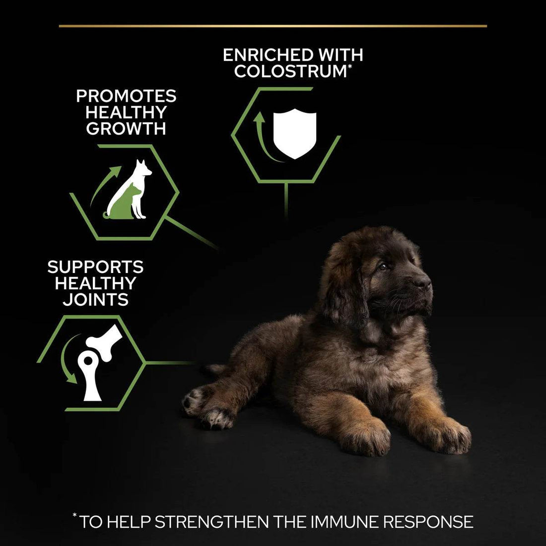 Paw & Joy Biggest Pet Supplies brand in Egypt | Pro Plan Large Robust Puppy Chicken 3kg