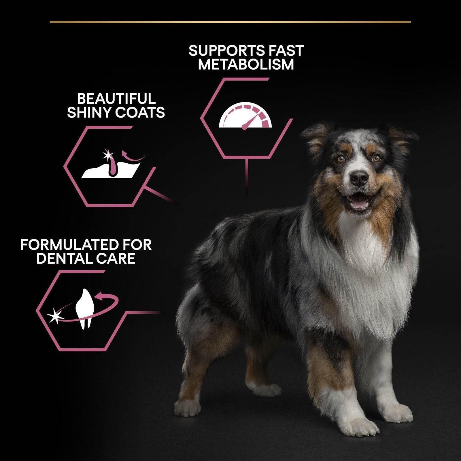 Paw & Joy Biggest Pet Supplies brand in Egypt | Pro Plan Medium Adult Salmon 3kg