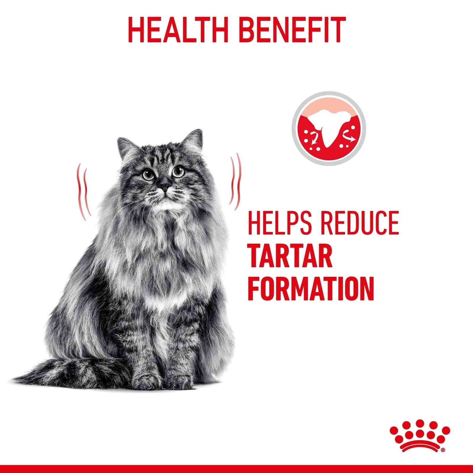 Royal Canin Dental Care Cat Dry Food 1.5kg -  - PetsOffice