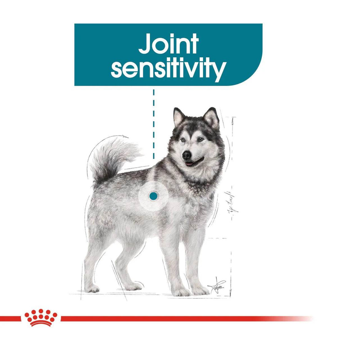 Paw & Joy Biggest Pet Supplies brand in Egypt | Royal Canin Maxi Adult Joint Care 10kg