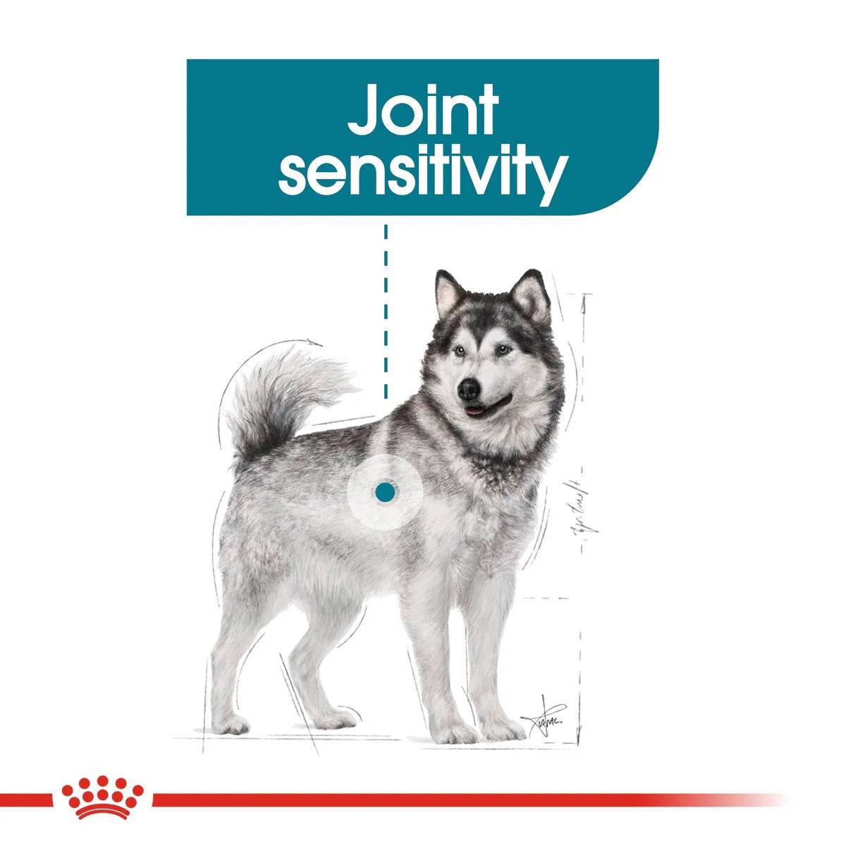 Paw & Joy Biggest Pet Supplies brand in Egypt | Royal Canin Maxi Adult Joint Care 10kg