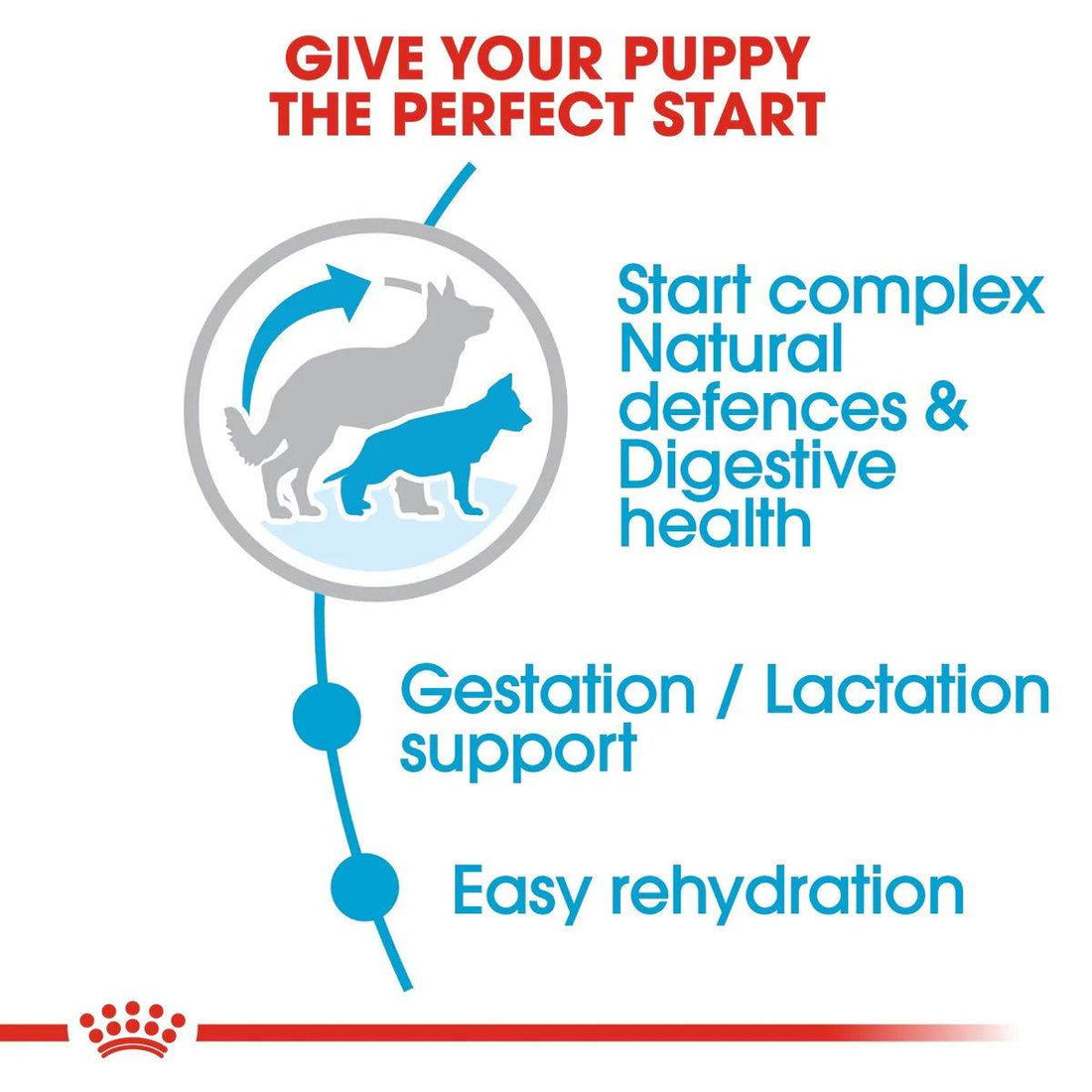 Paw & Joy Biggest Pet Supplies brand in Egypt | Royal Canin Maxi Starter 4kg