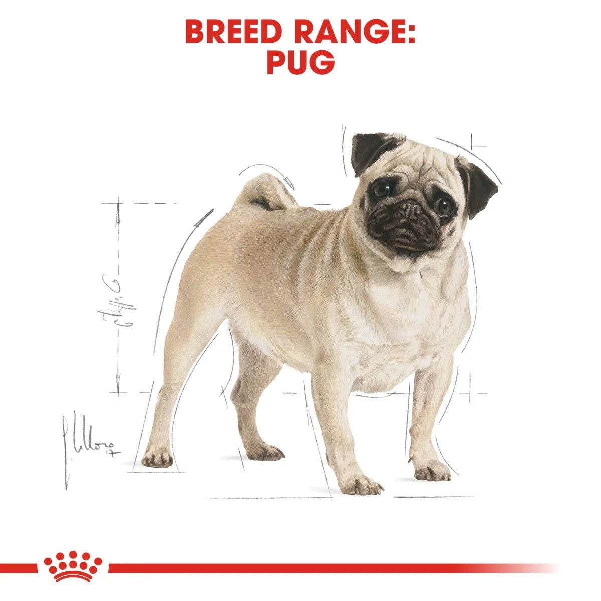 Paw & Joy Biggest Pet Supplies brand in Egypt | Royal Canin Pug Adult 1.5kg