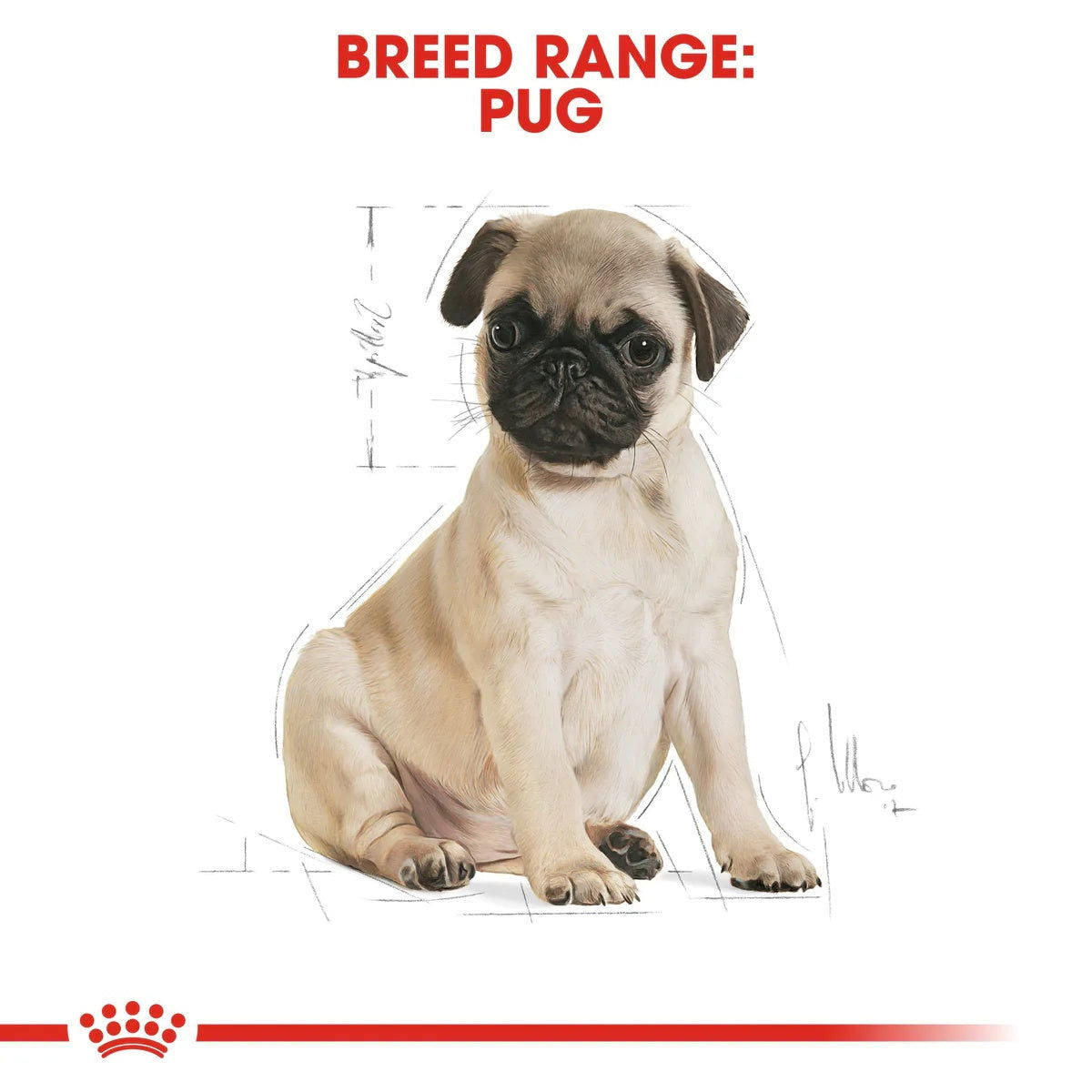 Royal Canin Pug Puppy 1.5kg -  - PetsOffice